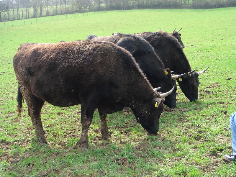 Boeufs wagyu dans le pré