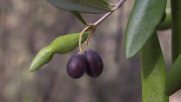 Olive Taggiasca