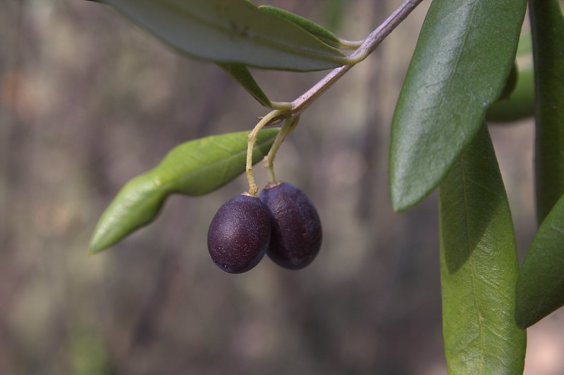 Olive Taggiasca